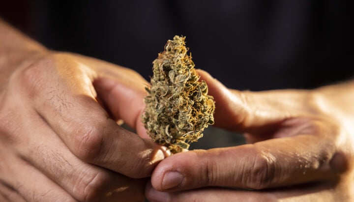 Tout d’abord : que sont les catégories de cannabis et pourquoi sont-elles importantes ? Tout d’abord : que sont les catégories de cannabis et pourquoi sont-elles importantes ?