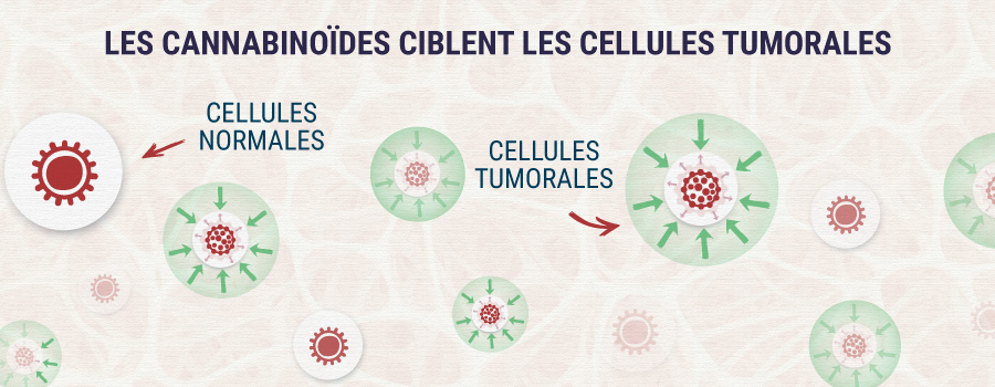 Cannabinoids-Targeting-Tumor-Cells