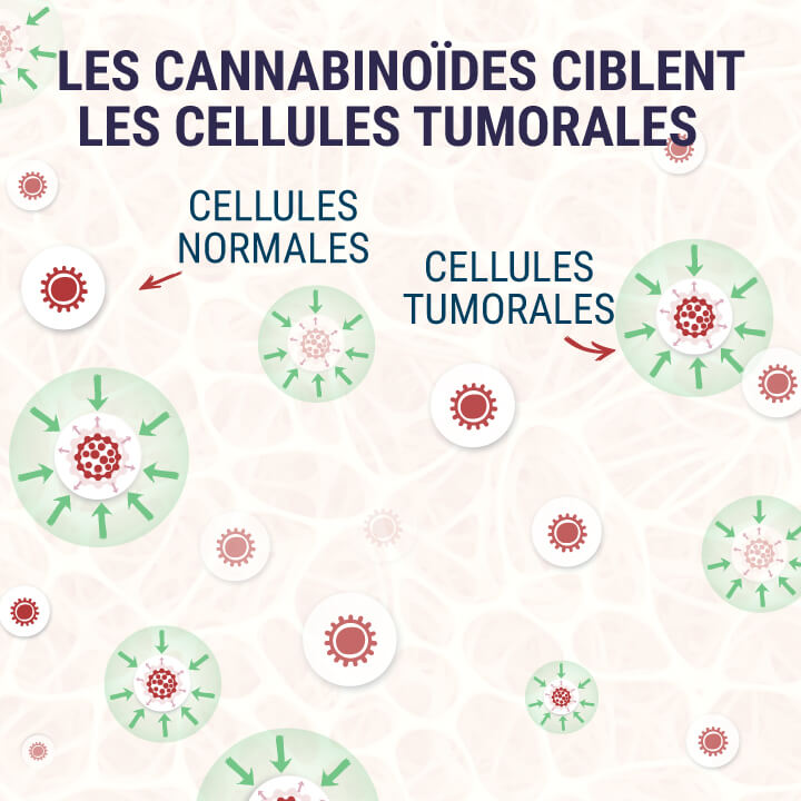 Cannabinoids-Targeting-Tumor-Cells