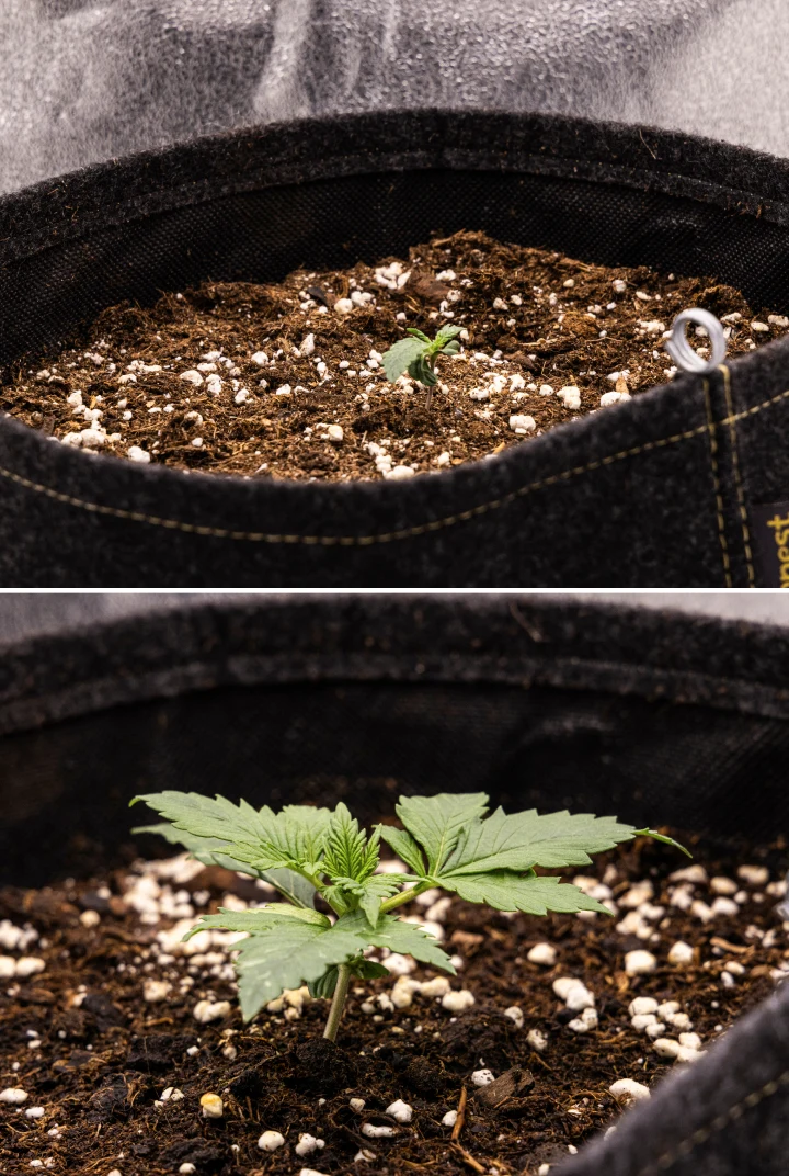 Jeune plant de cannabis Granddaddy Purple Auto pendant la semaine 1, montrant une croissance précoce dans un pot en tissu de 11 L après un semis direct, avec les cotylédons ouverts et les premières vraies feuilles en développement.