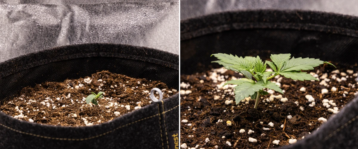 Jeune plant de cannabis Granddaddy Purple Auto pendant la semaine 1, montrant une croissance précoce dans un pot en tissu de 11 L après un semis direct, avec les cotylédons ouverts et les premières vraies feuilles en développement.