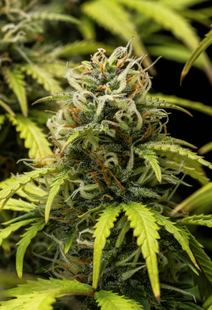 Plant de cannabis Granddaddy Purple Auto pendant la semaine 10, montrant des têtes matures couvertes de trichomes, des colas florales fruitées, des pistils orange et des feuilles jaunissantes aux tons d’automne à l’approche de la récolte.
