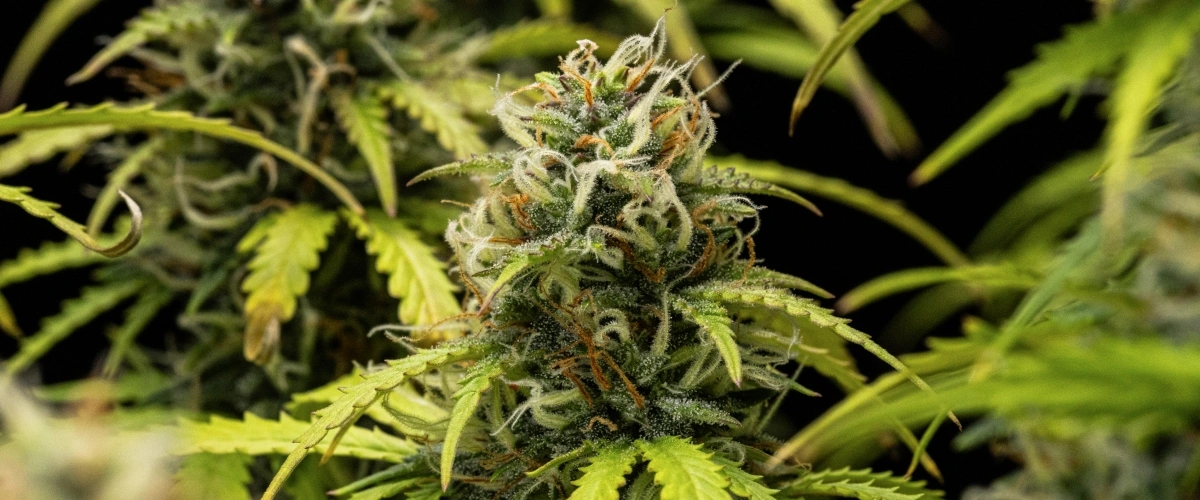 Plant de cannabis Granddaddy Purple Auto pendant la semaine 10, montrant des têtes matures couvertes de trichomes, des colas florales fruitées, des pistils orange et des feuilles jaunissantes aux tons d’automne à l’approche de la récolte.