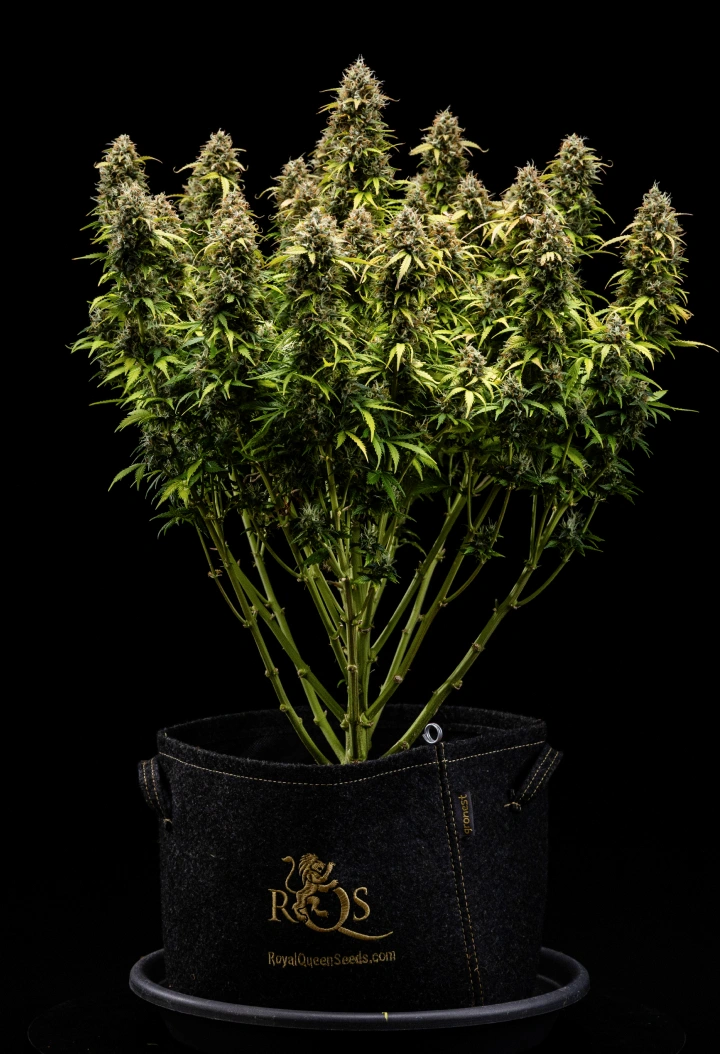 Plant de cannabis Granddaddy Purple Auto pendant la semaine 11, montrant des têtes dures comme de la pierre couvertes de trichomes, des colas matures fruitées, des feuilles jaune automne profond et des fleurs prêtes pour la récolte.