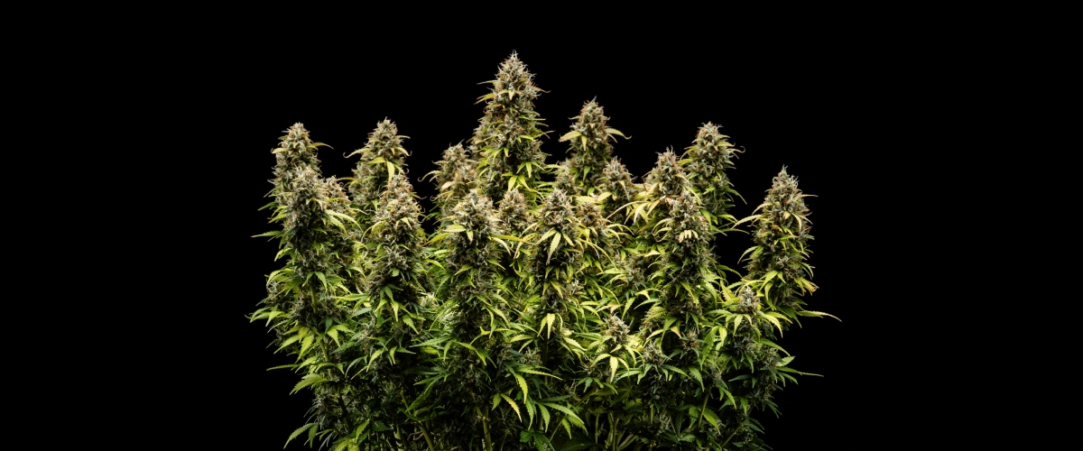 Plant de cannabis Granddaddy Purple Auto pendant la semaine 11, montrant des têtes dures comme de la pierre couvertes de trichomes, des colas matures fruitées, des feuilles jaune automne profond et des fleurs prêtes pour la récolte.
