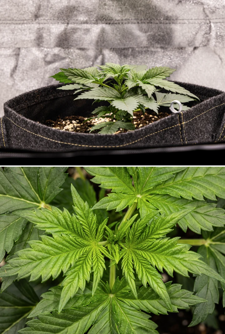 Plant de cannabis Granddaddy Purple Auto pendant la semaine 2, montrant une croissance végétative précoce plus vigoureuse, de nouvelles ramifications, des feuilles vertes saines et une récupération après un départ de plantule irrégulier.