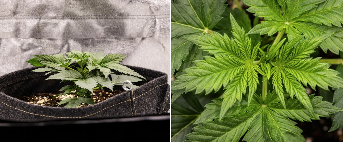 Plant de cannabis Granddaddy Purple Auto pendant la semaine 2, montrant une croissance végétative précoce plus vigoureuse, de nouvelles ramifications, des feuilles vertes saines et une récupération après un départ de plantule irrégulier.