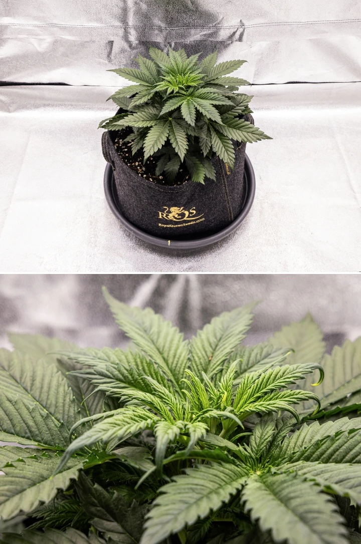 Plant de cannabis Granddaddy Purple Auto pendant la semaine 3, montrant une croissance végétative régulière, une couronne complète de feuilles nourricières saines et une structure compacte et uniforme avant le début de la floraison.