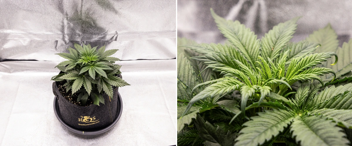 Plant de cannabis Granddaddy Purple Auto pendant la semaine 3, montrant une croissance végétative régulière, une couronne complète de feuilles nourricières saines et une structure compacte et uniforme avant le début de la floraison.