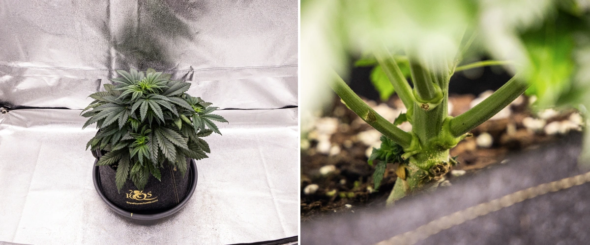 Plant de cannabis Granddaddy Purple Auto pendant la semaine 4, montrant une canopée compacte vert foncé, un développement solide de la tige et les premiers pistils blancs alors que la floraison commence.