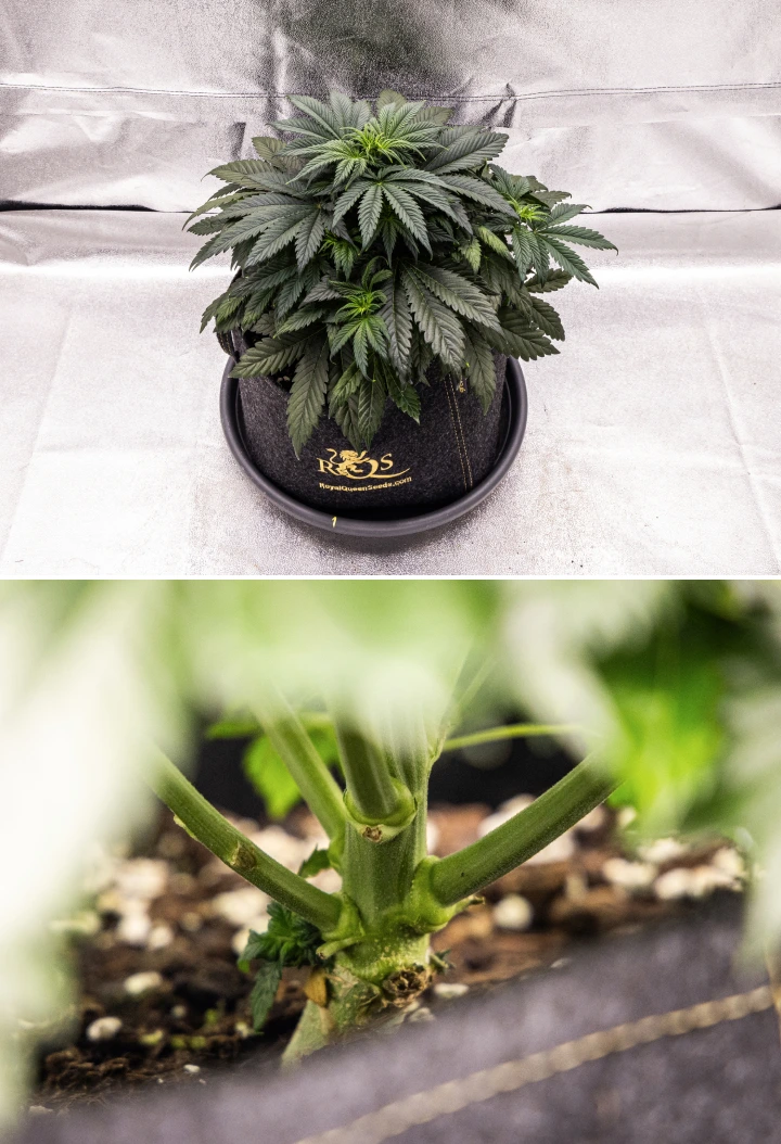 Plant de cannabis Granddaddy Purple Auto pendant la semaine 4, montrant une canopée compacte vert foncé, un développement solide de la tige et les premiers pistils blancs alors que la floraison commence.