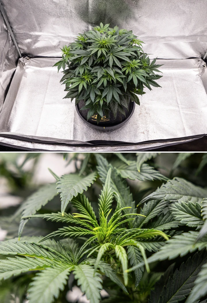 Plant de cannabis Granddaddy Purple Auto pendant la semaine 5, montrant le début de la floraison, un feuillage dense vert foncé, des sites de têtes en développement et une nouvelle croissance florale le long des branches.