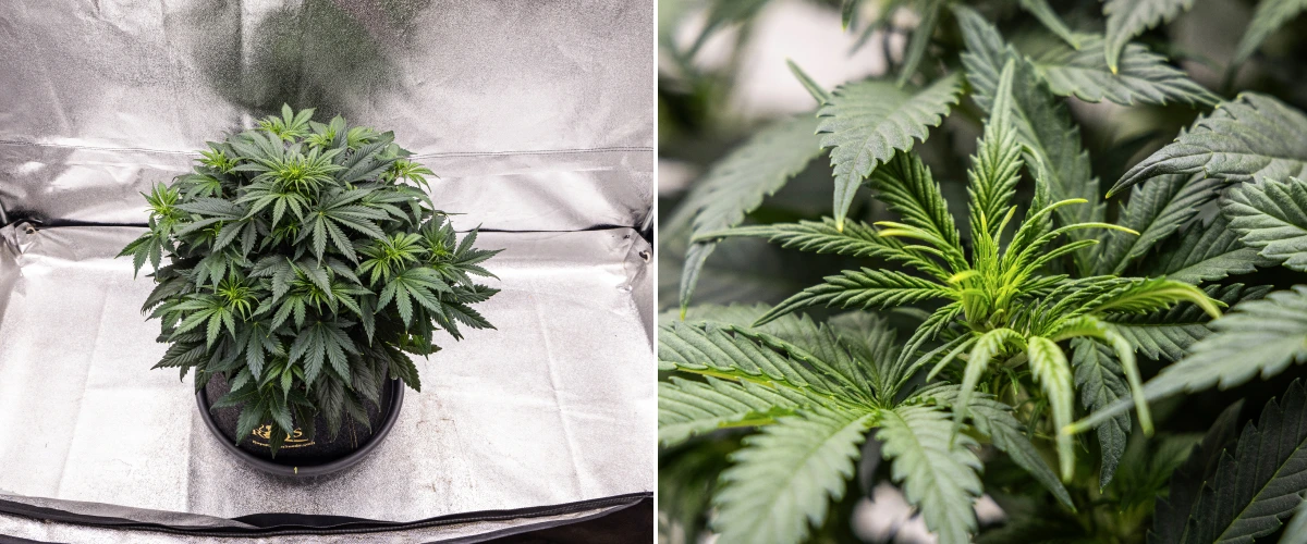 Plant de cannabis Granddaddy Purple Auto pendant la semaine 5, montrant le début de la floraison, un feuillage dense vert foncé, des sites de têtes en développement et une nouvelle croissance florale le long des branches.
