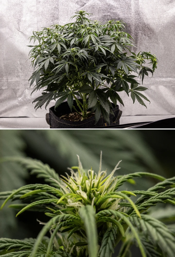 Plant de cannabis Granddaddy Purple Auto pendant la semaine 6, montrant une canopée de floraison dense vert foncé, une structure buissonnante, des pistils blancs précoces et un développement sain des têtes.