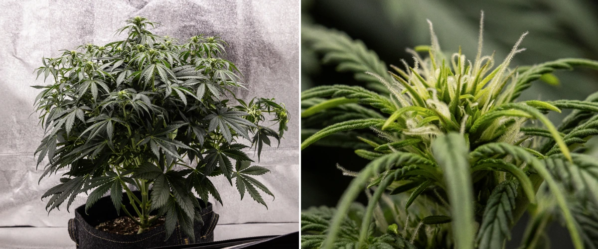 Plant de cannabis Granddaddy Purple Auto pendant la semaine 6, montrant une canopée de floraison dense vert foncé, une structure buissonnante, des pistils blancs précoces et un développement sain des têtes.