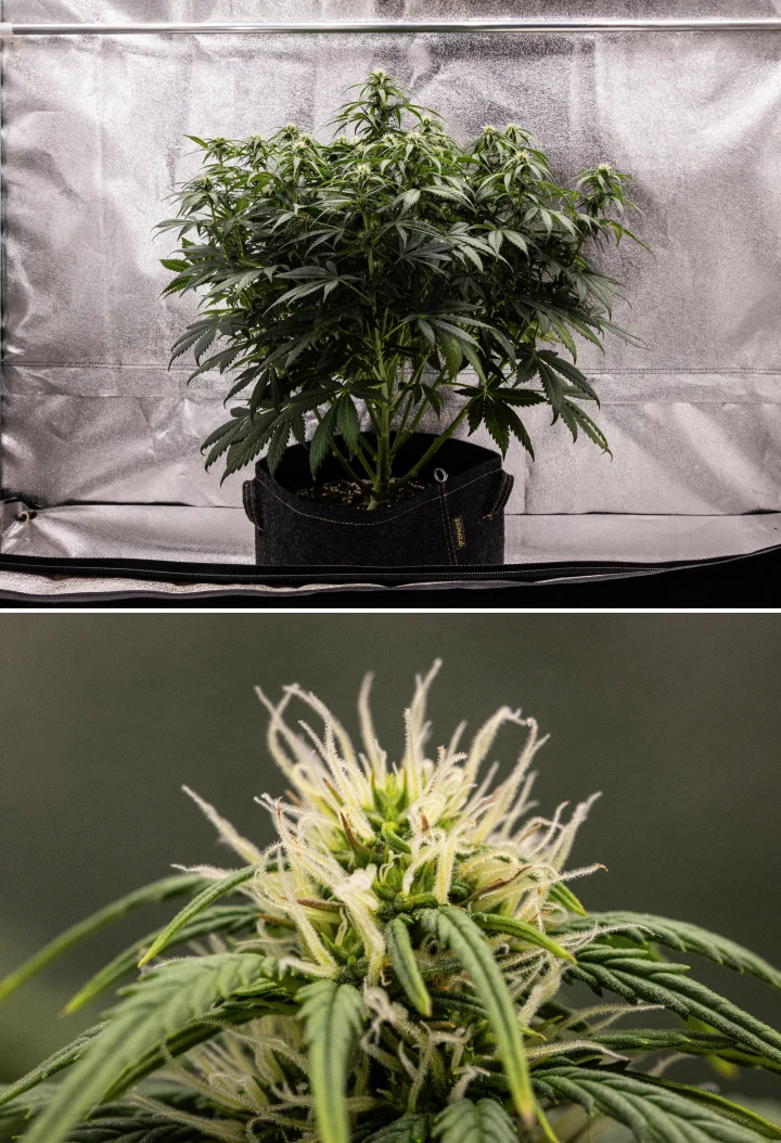Plant de cannabis Granddaddy Purple Auto pendant la semaine 7, montrant une structure compacte et buissonnante, une croissance de floraison saine, des têtes qui se remplissent et un léger jaunissement des feuilles inférieures alors que la floraison continue.