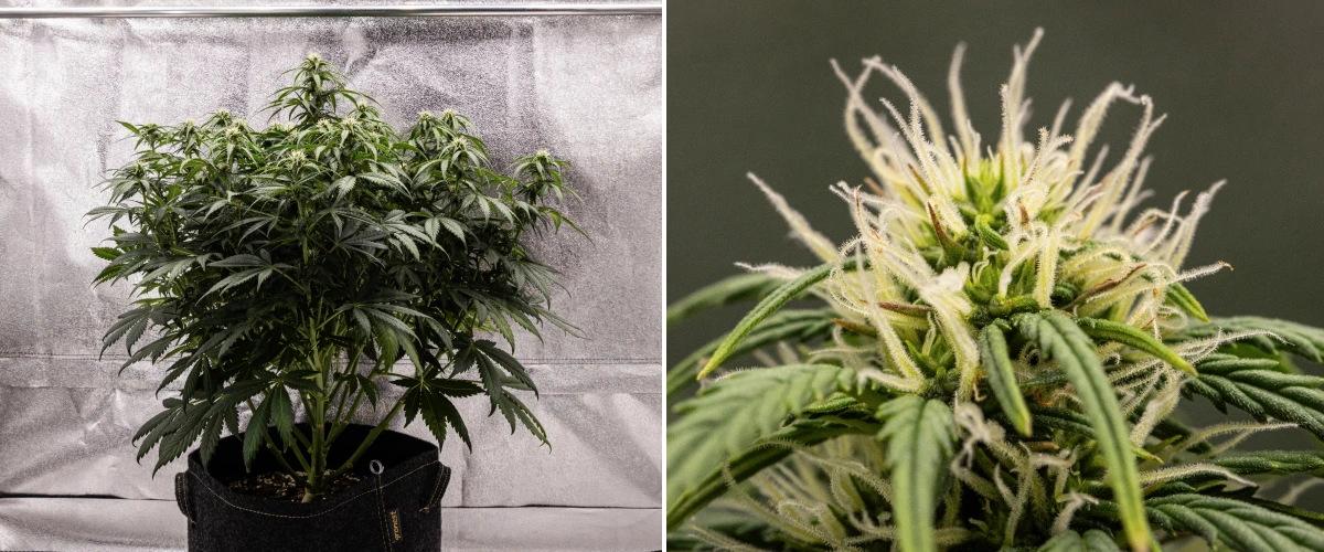 Plant de cannabis Granddaddy Purple Auto pendant la semaine 7, montrant une structure compacte et buissonnante, une croissance de floraison saine, des têtes qui se remplissent et un léger jaunissement des feuilles inférieures alors que la floraison continue.