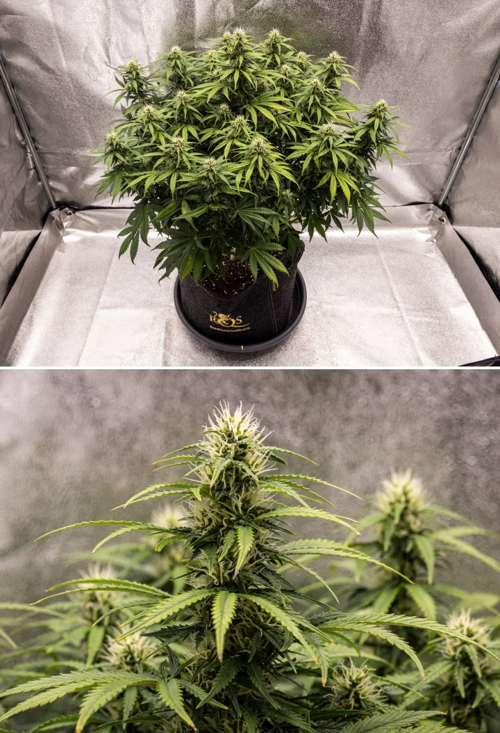Plant de cannabis Granddaddy Purple Auto pendant la semaine 8, montrant un développement solide des têtes, une canopée compacte et trapue, un feuillage vert sain et d’épaisses colas en floraison après quatre semaines de bloom.