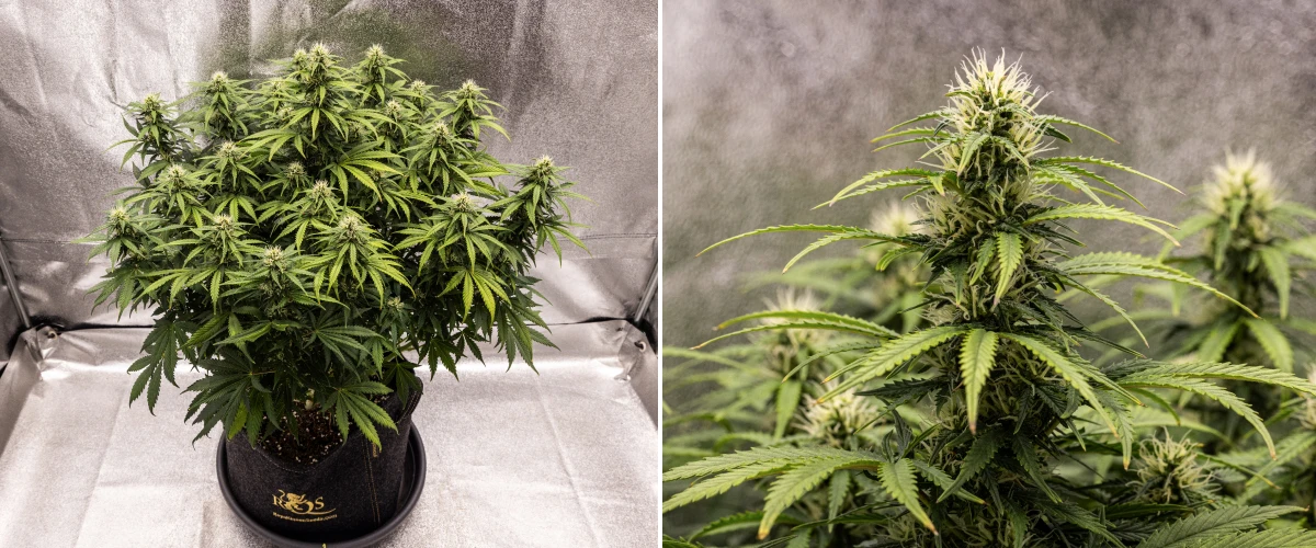 Plant de cannabis Granddaddy Purple Auto pendant la semaine 8, montrant un développement solide des têtes, une canopée compacte et trapue, un feuillage vert sain et d’épaisses colas en floraison après quatre semaines de bloom.