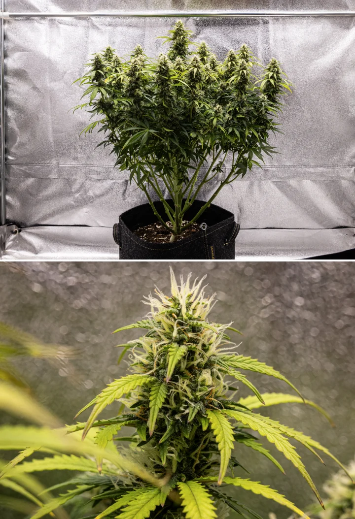 Plant de cannabis Granddaddy Purple Auto pendant la semaine 9, montrant des têtes fermes riches en trichomes, des branches florales en forme de bouquet, des feuilles vert plus clair et des colas scintillantes approchant de la maturité.