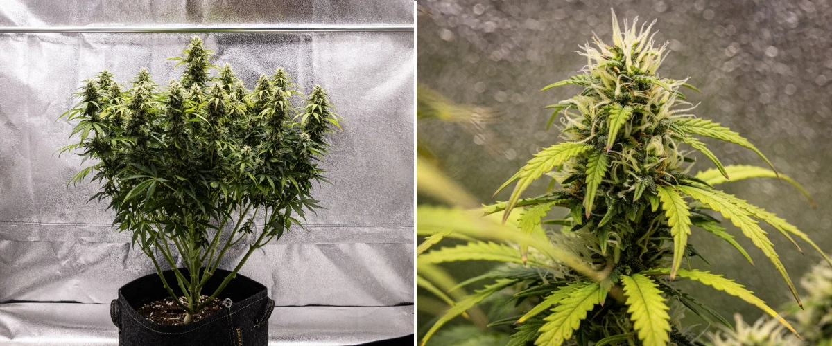Plant de cannabis Granddaddy Purple Auto pendant la semaine 9, montrant des têtes fermes riches en trichomes, des branches florales en forme de bouquet, des feuilles vert plus clair et des colas scintillantes approchant de la maturité.