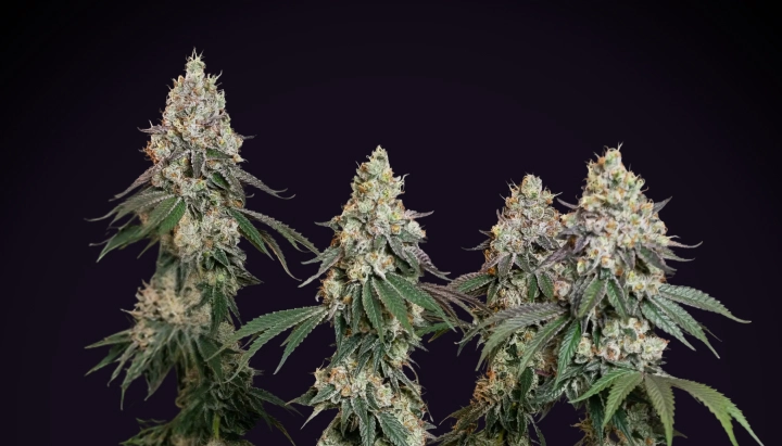 Grape Ape : variété compacte la plus indica-dominante Plant de cannabis Grape Ape avec des colas denses et givrées, des têtes résineuses, des pistils orange et une croissance de floraison compacte sur fond sombre.