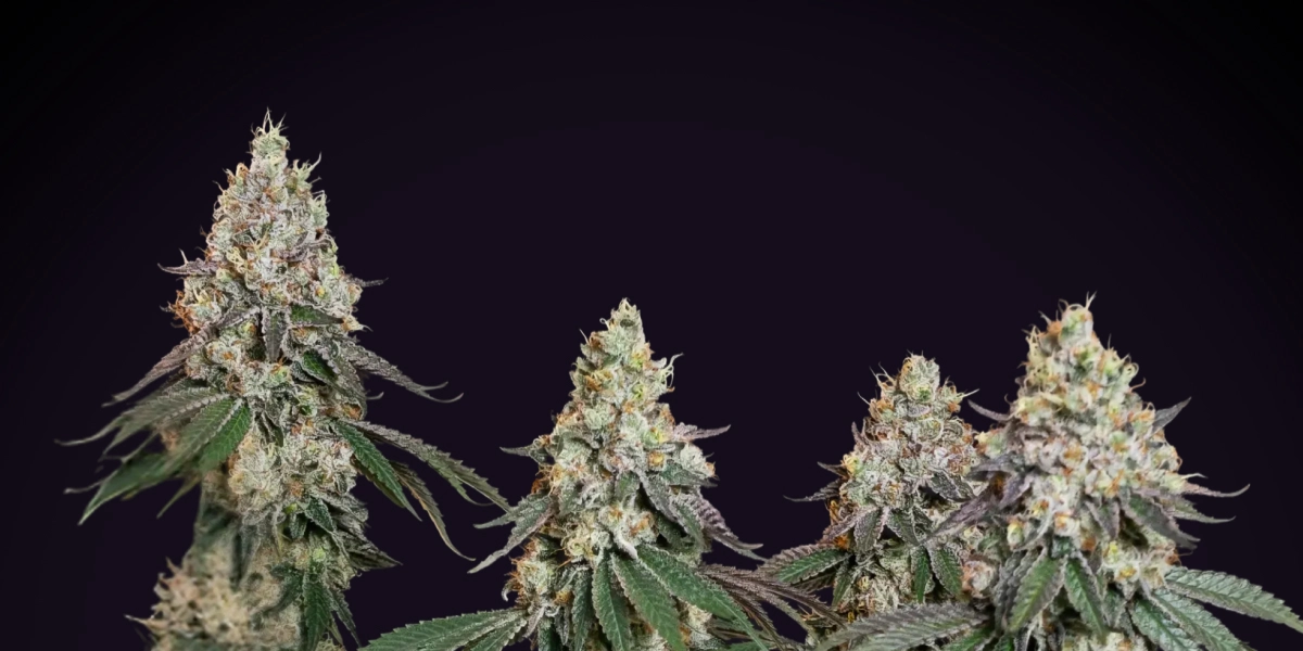 Grape Ape : variété compacte la plus indica-dominante Plant de cannabis Grape Ape avec des colas denses et givrées, des têtes résineuses, des pistils orange et une croissance de floraison compacte sur fond sombre.