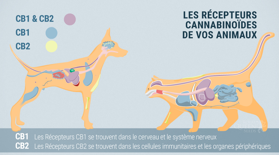 Le Système Endocannabinoïde Des Chiens Et Chats Le Système Endocannabinoïde Des Chiens Et Chats