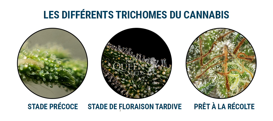 Trichomes de cannabis