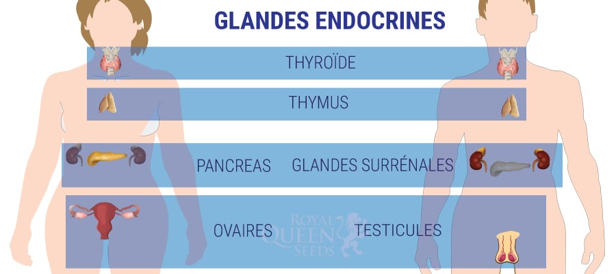 GLANDES ENDOCRINES