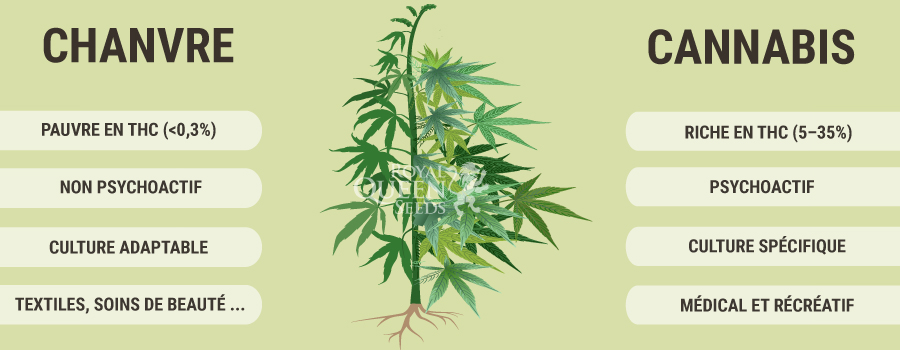 Cannabis Chanvre Cannabis Chanvre