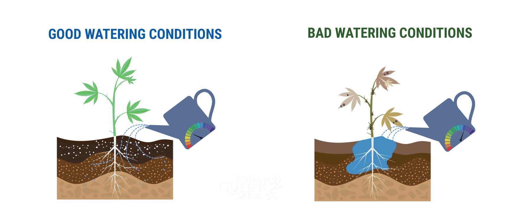 QUELLE QUANTITÉ D’EAU POUR LES PLANTS ? QUELLE QUANTITÉ D’EAU POUR LES PLANTS ?