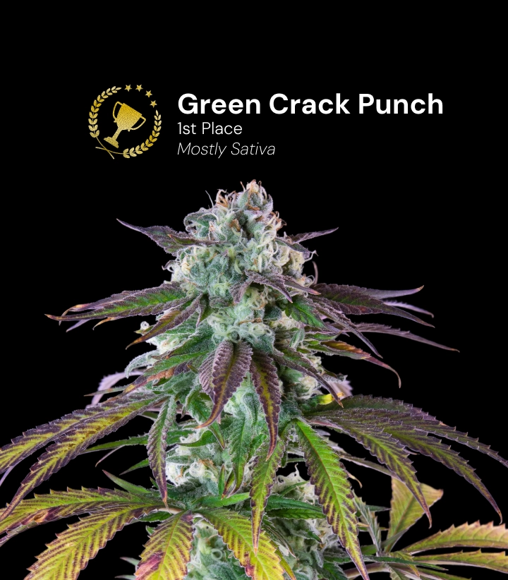 Green Crack Punch, variété de cannabis primée Découvrez Green Crack Punch, une variété de cannabis principalement sativa primée, avec d’impressionnants buds résineux.