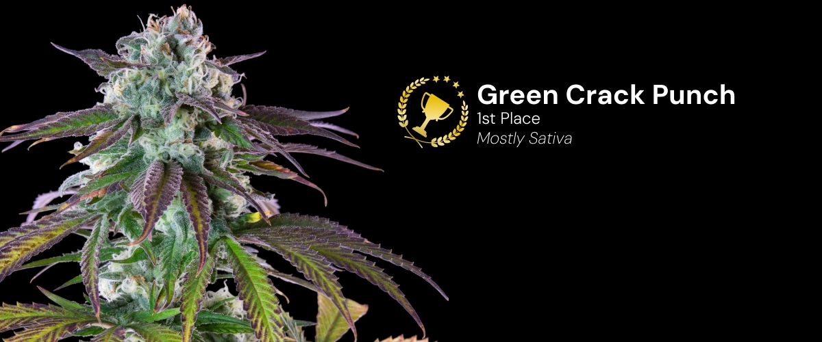 Green Crack Punch, variété de cannabis primée Découvrez Green Crack Punch, une variété de cannabis principalement sativa primée, avec d’impressionnants buds résineux.
