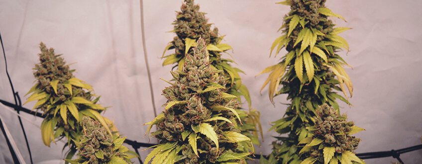 Green Gelato by RQS Green Gelato by RQS