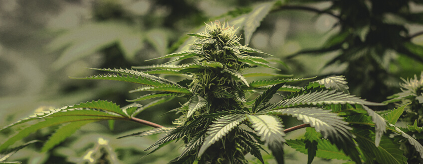 Green Crack Punch Green Crack Punch