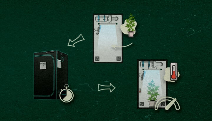 Guide Étape par Étape pour l'Installation d'une Tente de Culture 4×4 Une illustration de guide étape par étape continuée pour l'installation d'une tente de culture 4×4, montrant l'ajout d'une plante de cannabis, un minuteur pour les horaires d'éclairage, et un thermomètre pour surveiller les conditions, sur un fond vert avec des flèches indiquant le processus.
