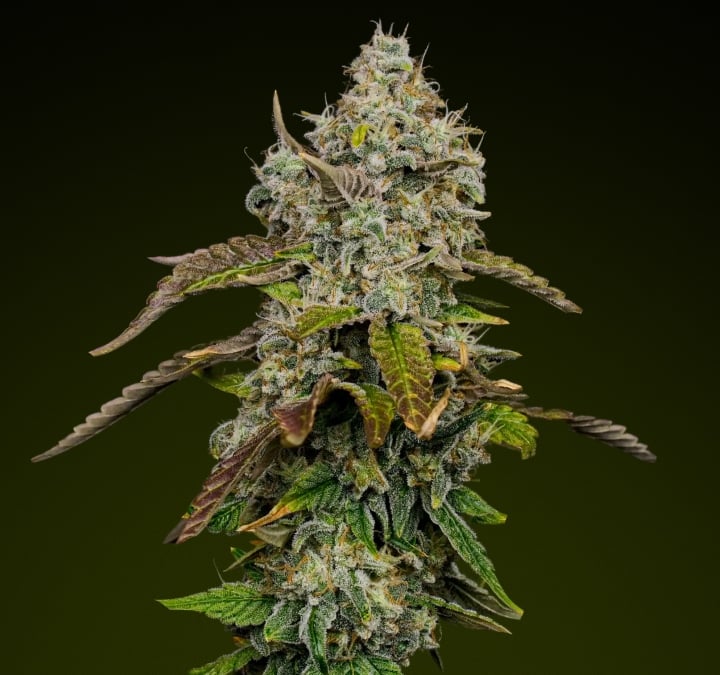 Blue Dream – Meilleure variété pour des edibles sucrés Tête de cannabis Blue Dream avec des trichomes denses et givrés et des nuances de violet, connue pour son profil sucré et fruité idéal pour les edibles