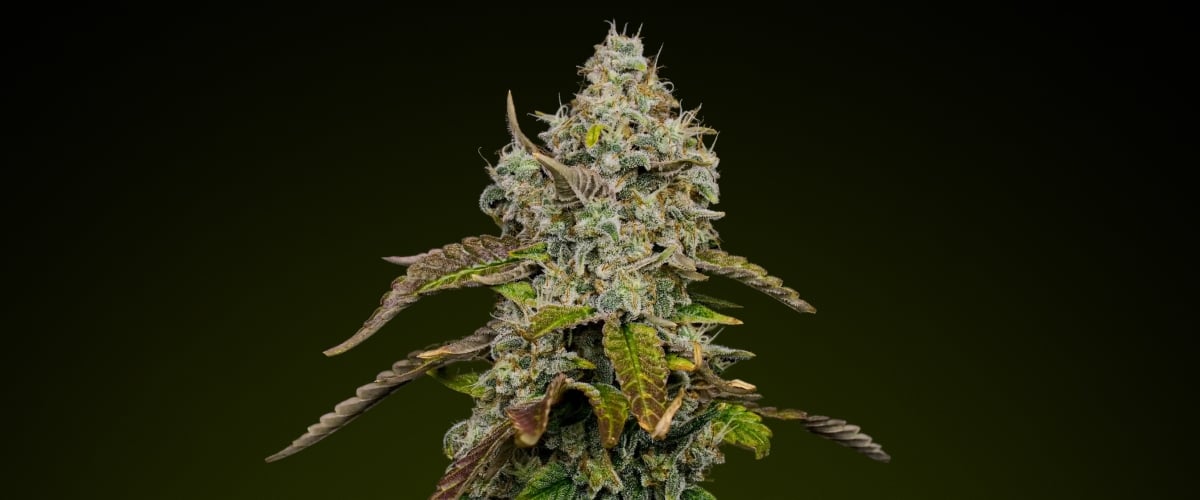 Blue Dream – Meilleure variété pour des edibles sucrés Tête de cannabis Blue Dream avec des trichomes denses et givrés et des nuances de violet, connue pour son profil sucré et fruité idéal pour les edibles
