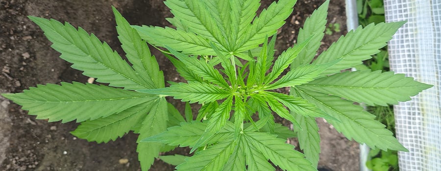 Plante de cannabis saine