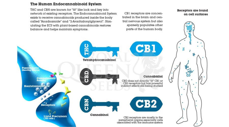 système endocannabinoïde THC CBD CBN anadnamide