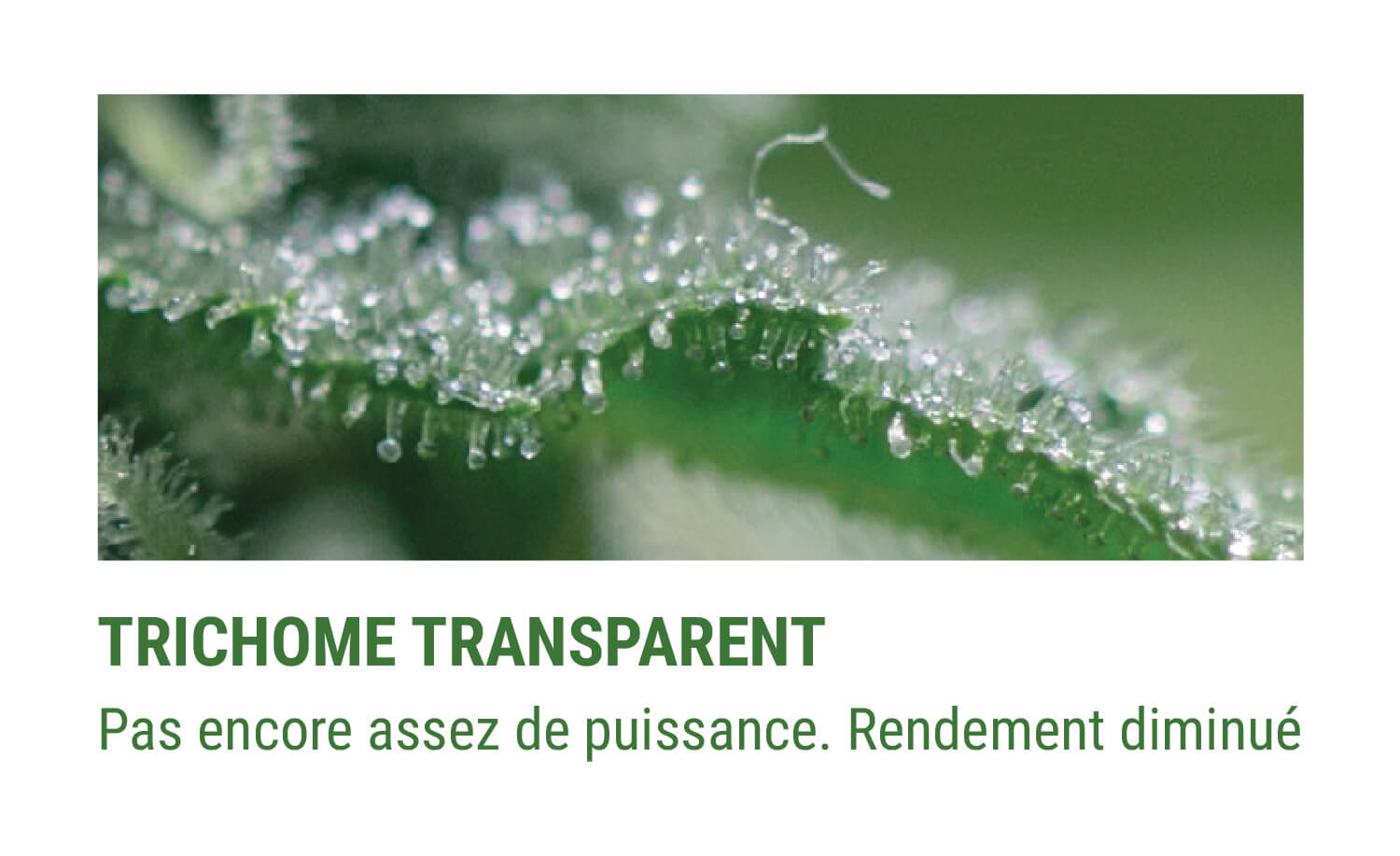 TRICHOMES TRANSPARENTS TRICHOMES TRANSPARENTS