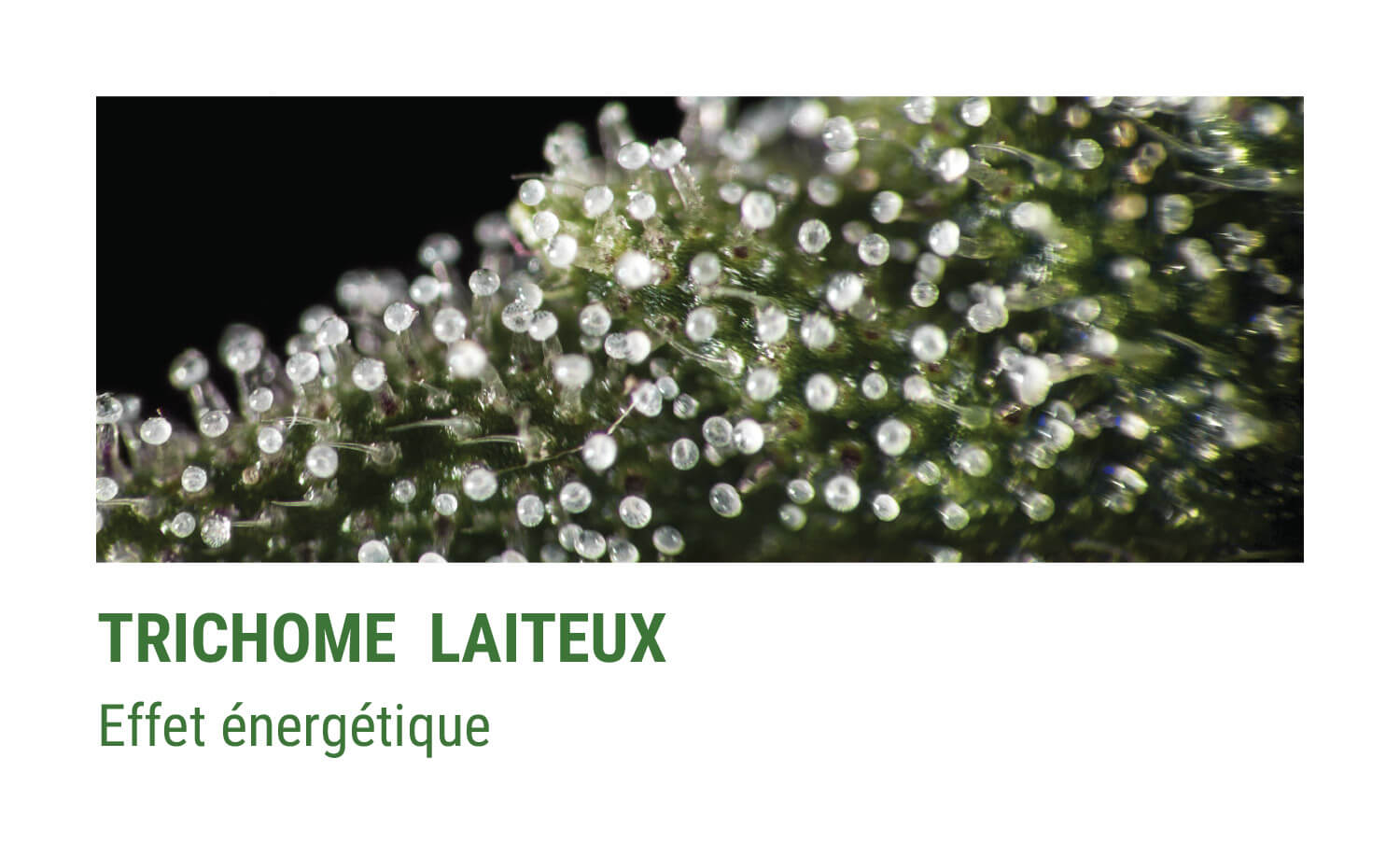 TRICHOMES TROUBLES TRICHOMES TROUBLES