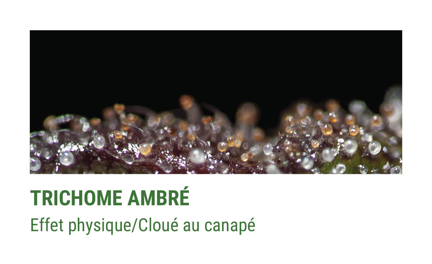 TRICHOMES AMBRÉS TRICHOMES AMBRÉS