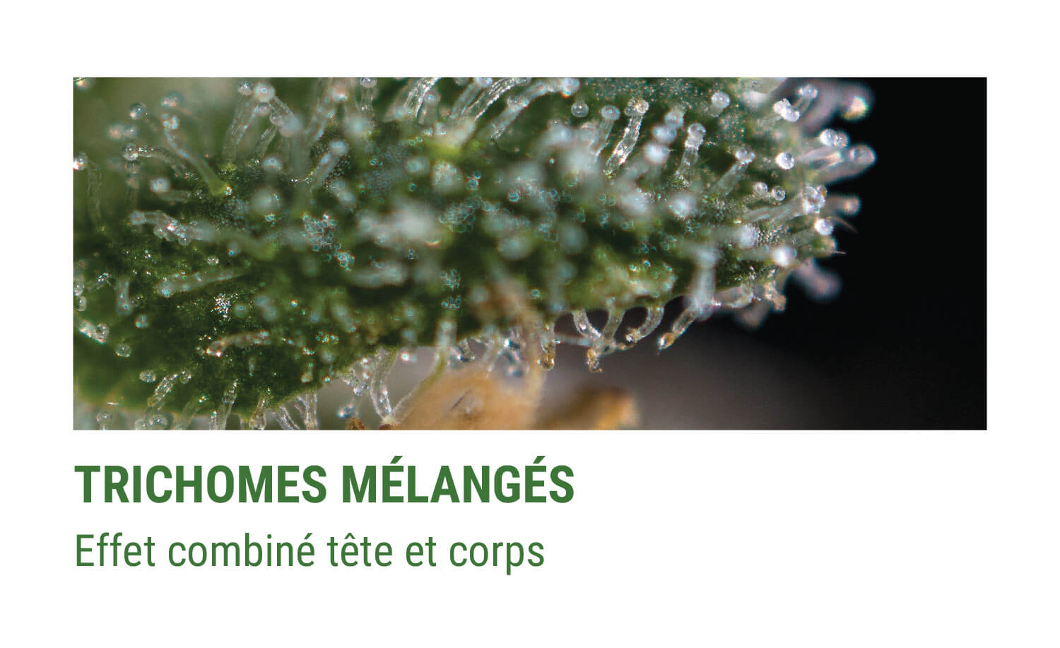 TRICHOMES MIXTES TRICHOMES MIXTES