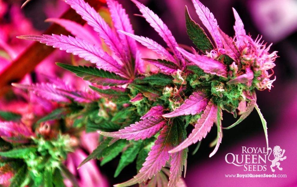 Haze Berry graines de marijuana féminisée Haze Berry graines de marijuana féminisée