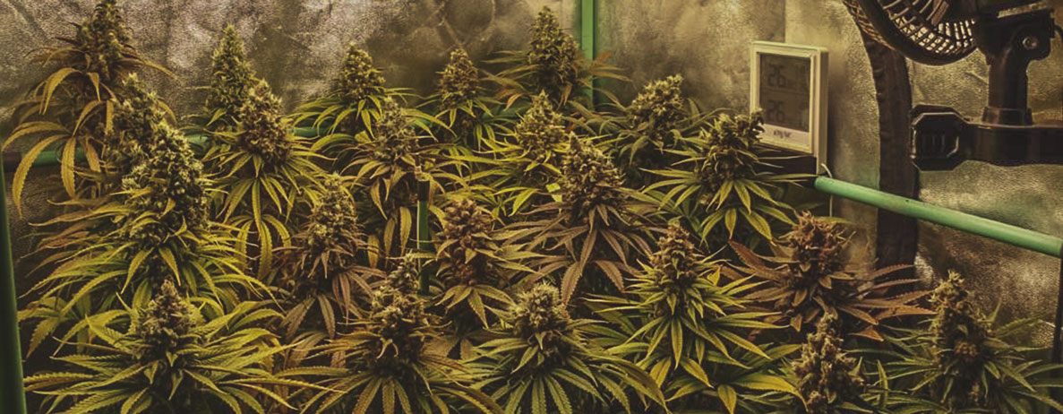 Haze Berry