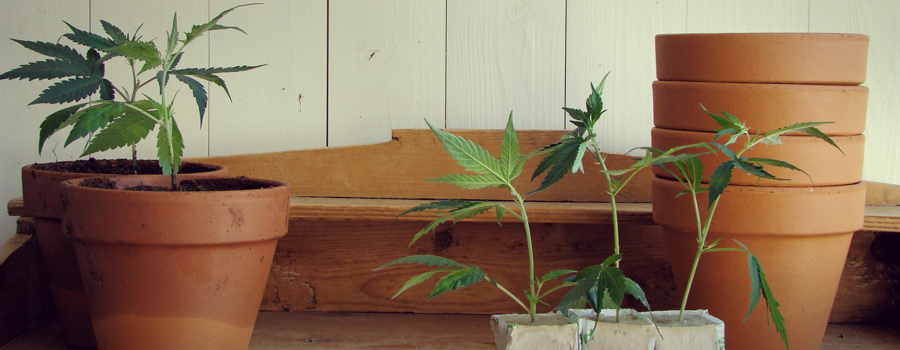 Uruguay legalisation cannabis