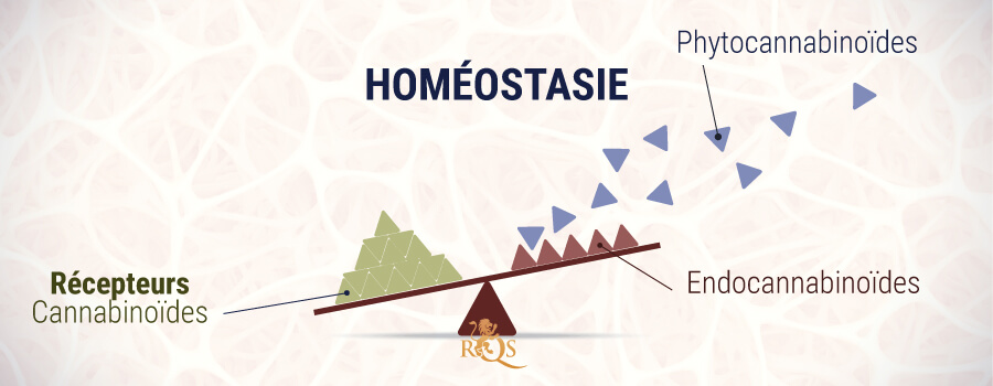 Homéostasie Fitocannabinoïdes Et Endocannabinoïdes Homéostasie Fitocannabinoïdes Et Endocannabinoïdes