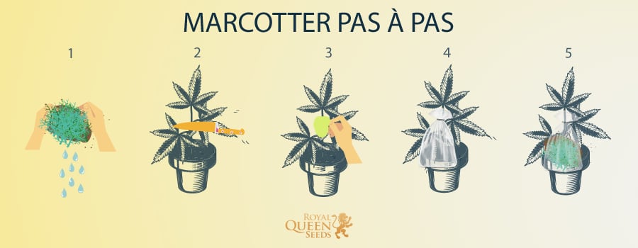 Marcotter Pas à Pas 